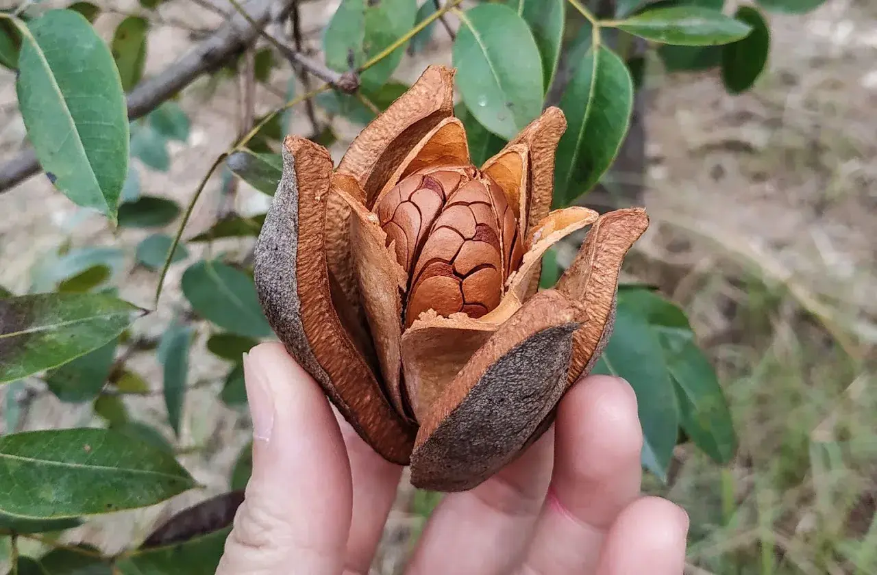 手指捧著一枚裂開的木質果莢,露出中央棕色種子,背景是綠色葉片與枝條。