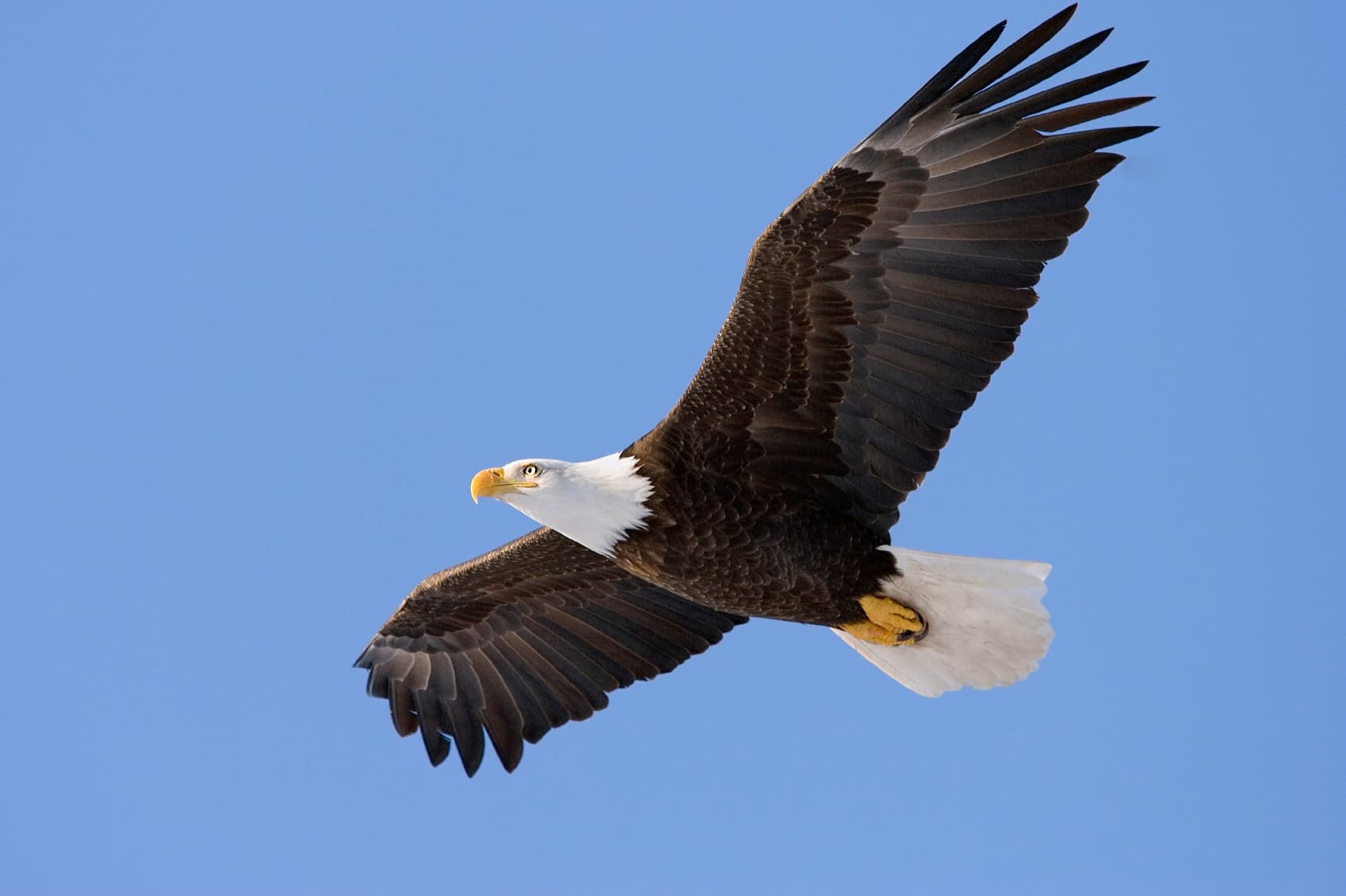 Soar&Arrow